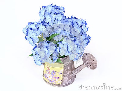 Blue Hydrangeas in a Watering-can Stock Photo