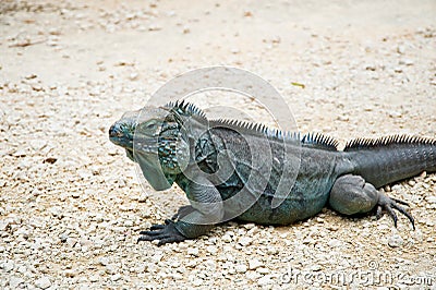 Blue iguana Stock Photo