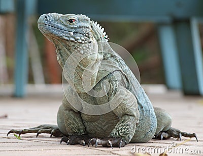 Blue Iguana Cayman Islands Stock Photo