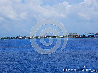 Blue iguana Grand Cayman endemic to the Cayman Islands Stock Photo