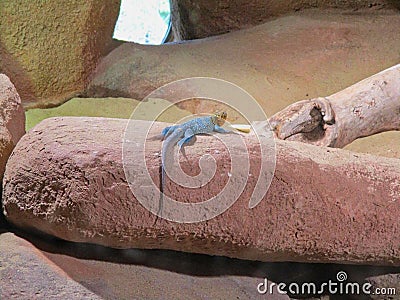 a blue iguana on a rock Stock Photo