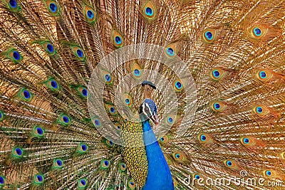 blue Indian male peafowl closeup dancing colorful feather India Stock Photo