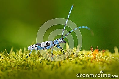 Blue insect in forest. Beautiful blue incest with long feelers, Rosalia Longicorn, Rosalia alpina, in nature green forest habitat, Stock Photo