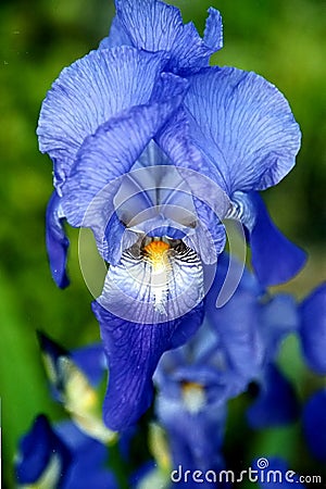 Blue Iris Stock Photo
