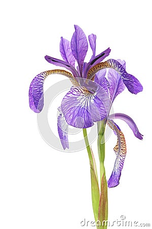 Blue iris Stock Photo