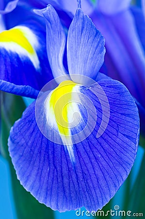 Blue Iris Stock Photo