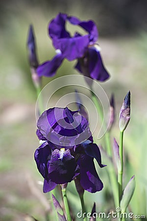 Blue Iris Stock Photo