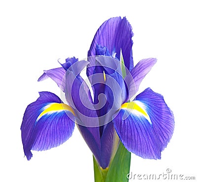 Blue iris Stock Photo