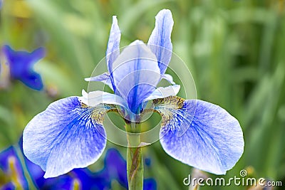 Blue Iris Stock Photo