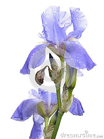 Blue iris blossoms Stock Photo