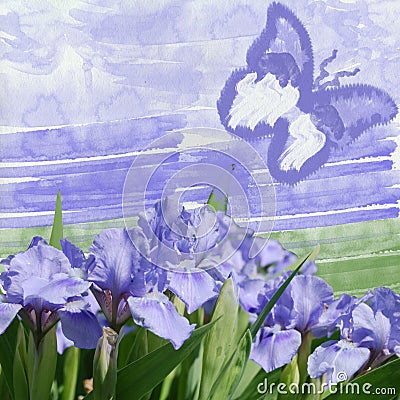 Blue iris and blue butterfly Stock Photo