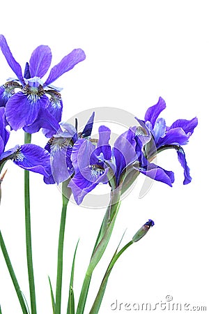 Blue Iris Bouquet Stock Photo