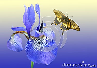 Blue iris and butterfly Stock Photo