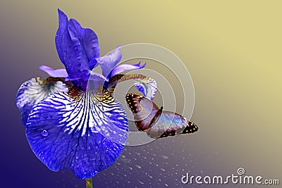 Blue iris and butterfly Stock Photo