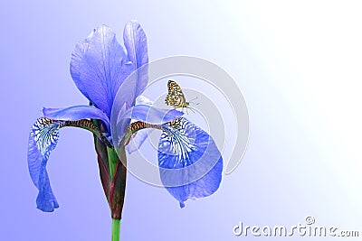 Blue iris and butterfly Stock Photo