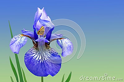 Blue iris and butterfly Stock Photo