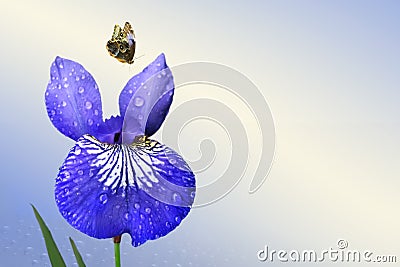 Blue iris and butterfly Stock Photo