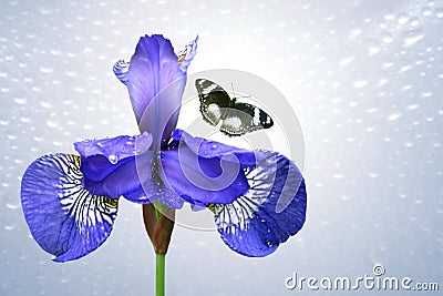 Blue iris and butterfly Stock Photo