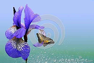 Blue iris and butterfly Stock Photo