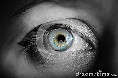 Blue iris eye. Stock Photo