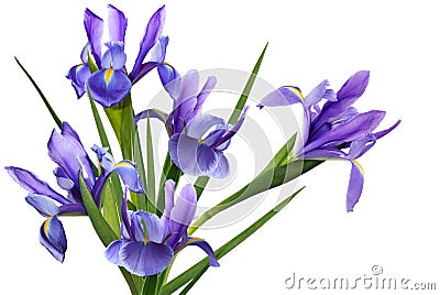 Blue Iris Flower Stock Photo
