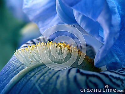 Blue Iris Flower Stock Photo