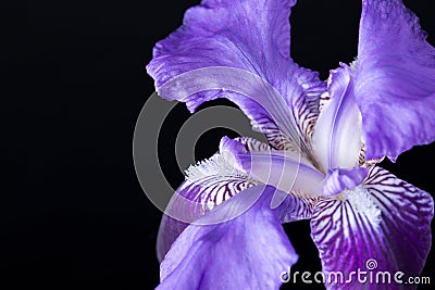 Blue iris flower head on a black background Stock Photo