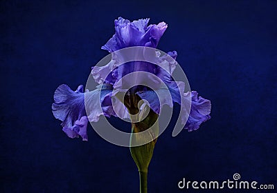 Blue iris flower isolated on a vintage royal blue background Stock Photo