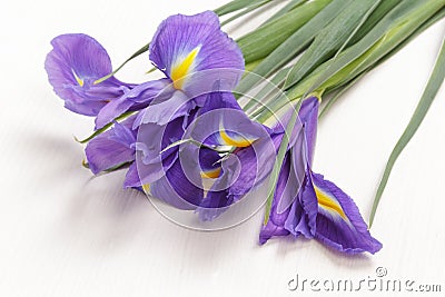 Blue iris flower Stock Photo