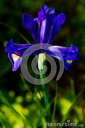 Blue iris Stock Photo