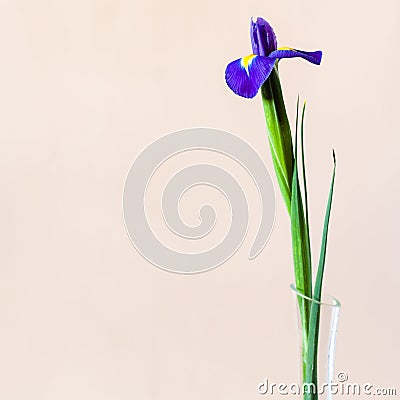 Blue iris flower with square pale brown background Stock Photo