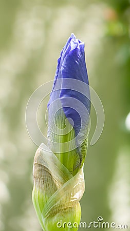 A blue iris flower taken in macro Stock Photo