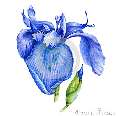 Blue iris flower watercolor illustration. Wild bearded single iris in a full bloom with a bud hand drawn image. Fresh garden botan Cartoon Illustration