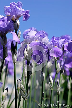 Blue Iris Flowers Stock Photo