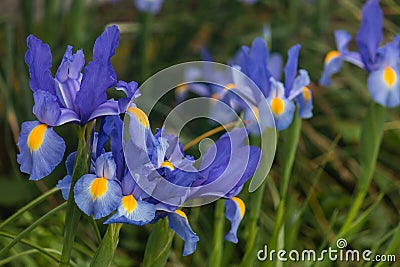 Blue iris flowers Stock Photo