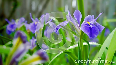 Blue iris pastel Stock Photo