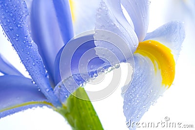 Blue Iris petals Stock Photo