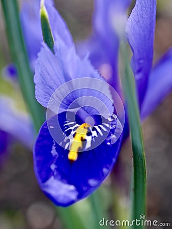 Blue Iris Stock Photo