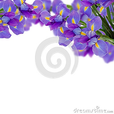 Blue irises border Stock Photo