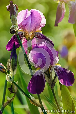 Blue Irises Stock Photo