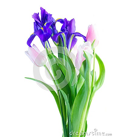 Blue irises and pik tulips Stock Photo