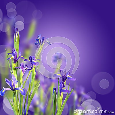 Blue irises, violet background Stock Photo