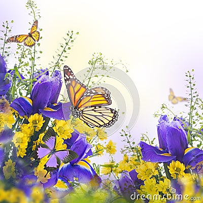 Blue irises with yellow daisies Stock Photo