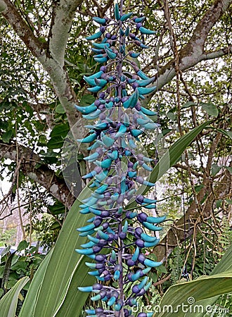 Blue Jade VIne Stock Photo