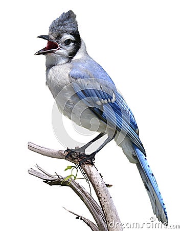 Blue Jay Stock Photo