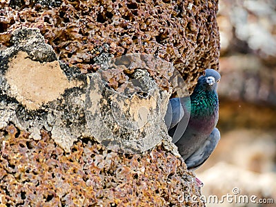 blue jay on the beach, digital photo picture as a background Stock Photo