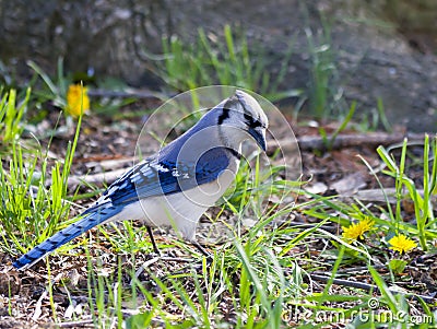 Blue Jay bird Stock Photo