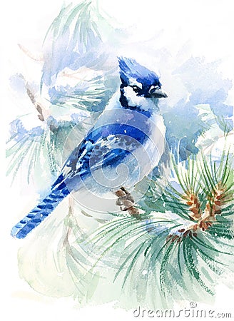 Blue Jay Bird on the Green Pine branch Watercolor Winter Snow Illustration Hand Painted isolated on white background Cartoon Illustration