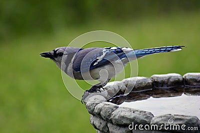 Blue Jay on Birdbath Stock Photo