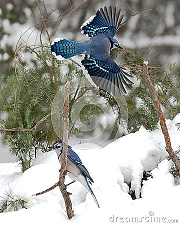 Blue Jay bird photo stock. Blue Jay in the winter season. Picture. Photo. Image. Portrait. Spread wings. Flying bird. Snow and Stock Photo